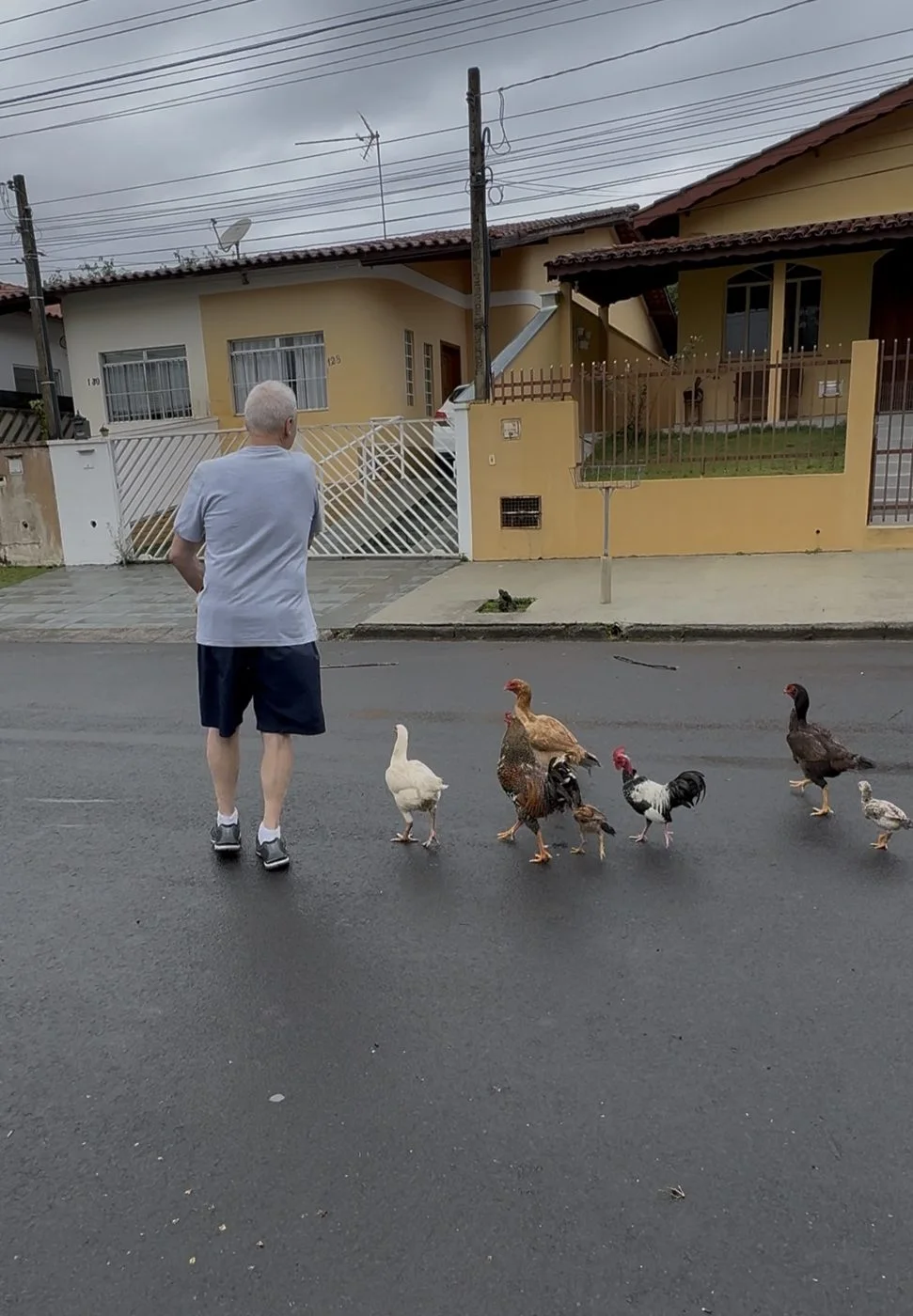 Galinhas na rua